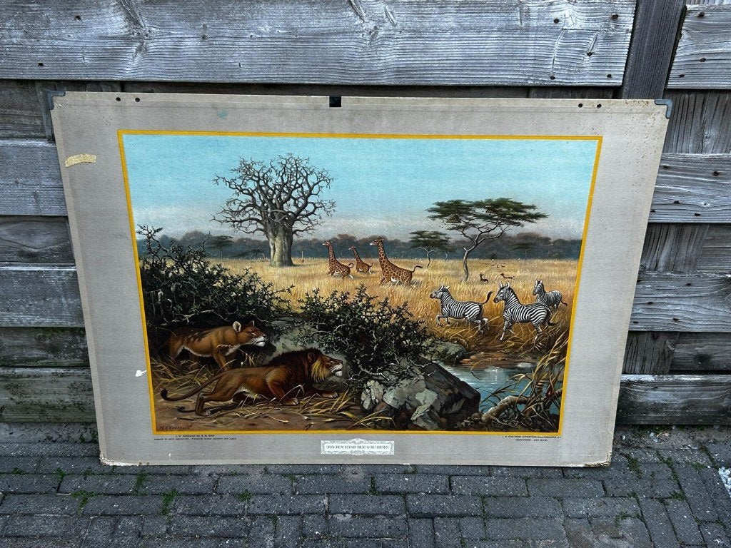Aan de rand van de Kalahari, Antiek en Kunst, Antiek | Schoolplaten, Ophalen of Verzenden, Natuur en Biologie