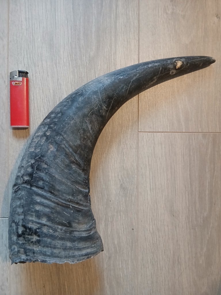 Grote hoorn van een wild dier - Decoratie, Ophalen of Verzenden, Gebruikt, Wild dier, Gewei of Kop