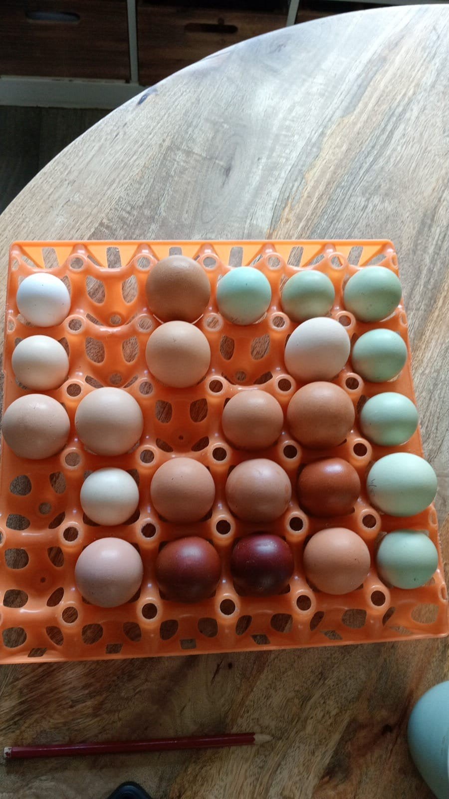 UitbroedService, Dieren en Toebehoren, Pluimvee