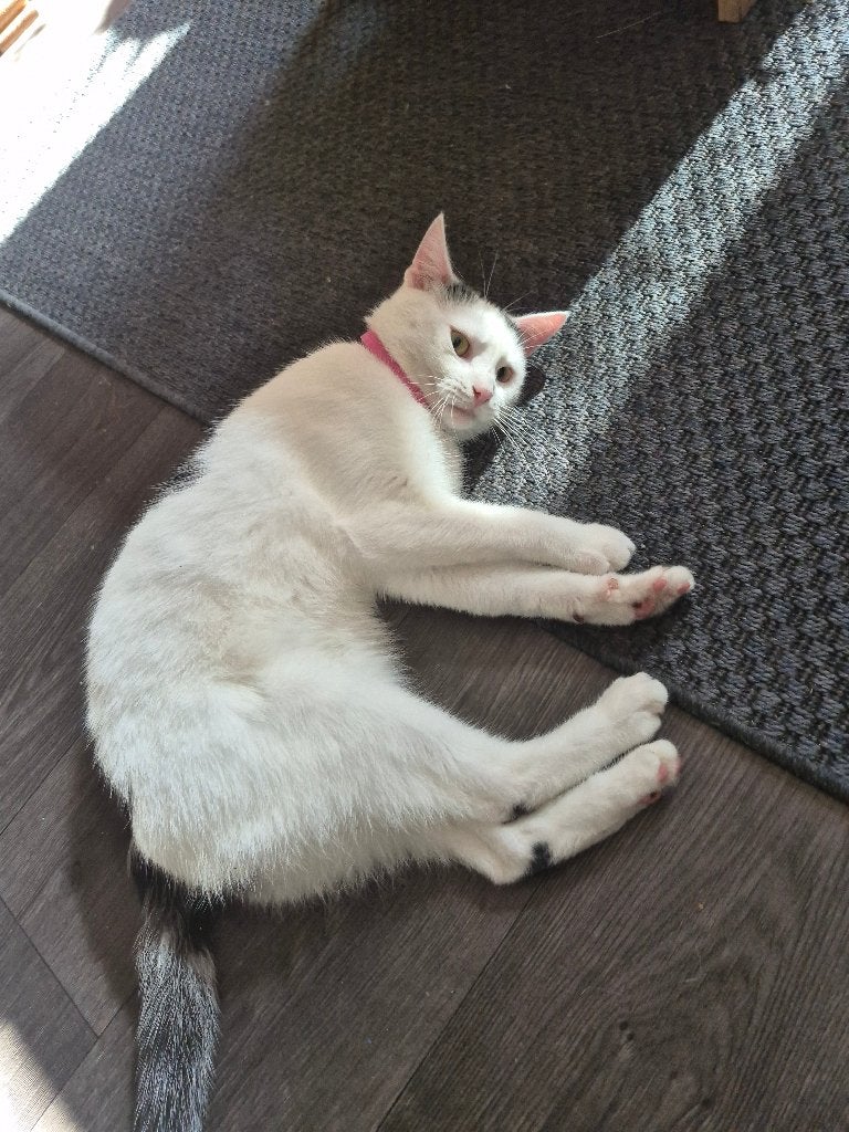 Kater ter overname, Dieren en Toebehoren, Kater, Kortharig, 3 tot 5 jaar