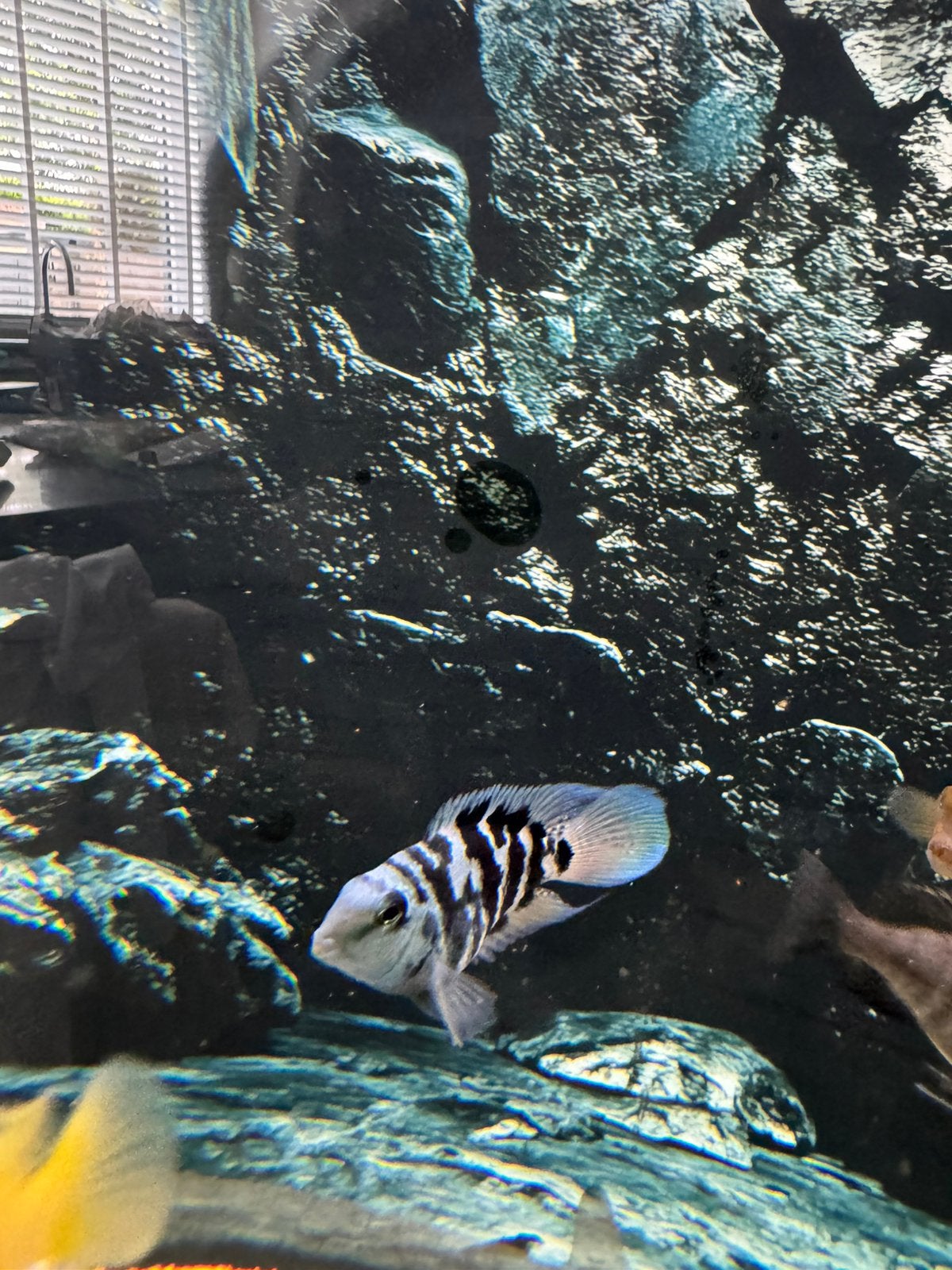 Zebra cichliden, Vis