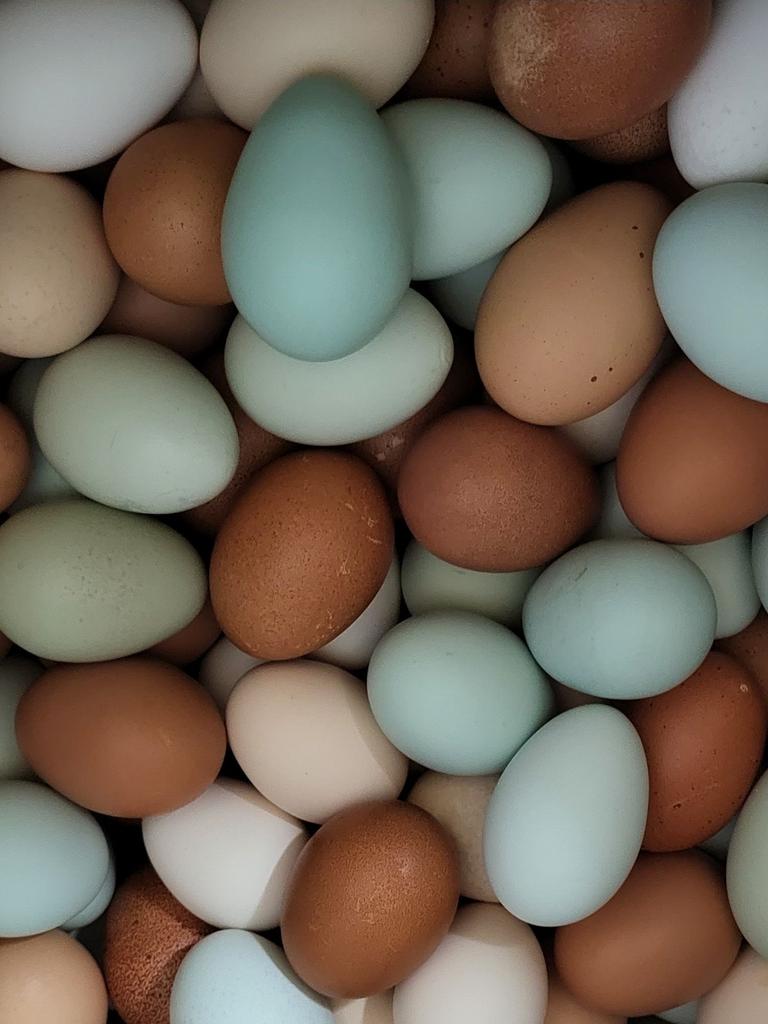 Kuikens & broedservice, Dieren en Toebehoren, Geslacht onbekend