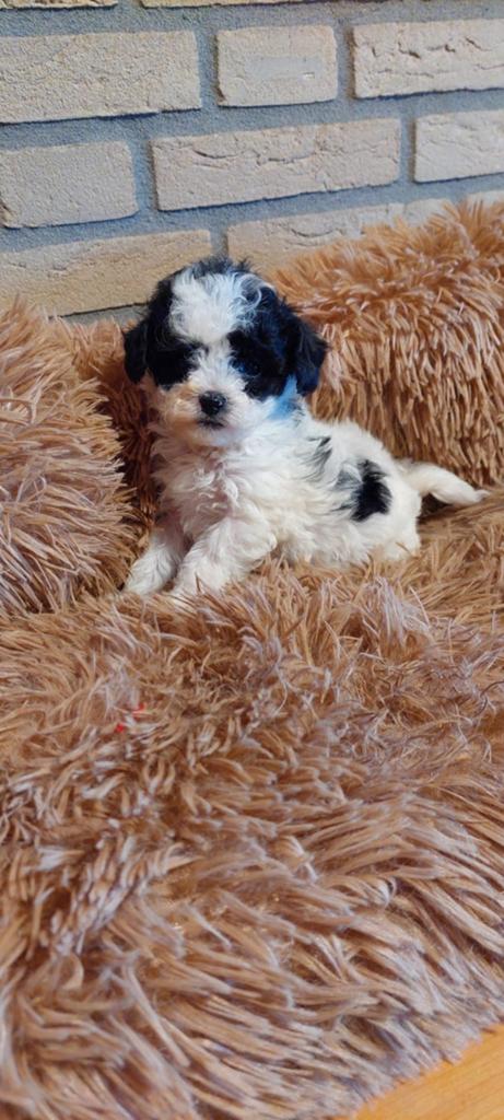 Schattige Poochon pups (Bichon Frisee x toypoedel), Dieren en Toebehoren, Honden | Chihuahua's en Gezelschapshonden, Poedel, Parvo