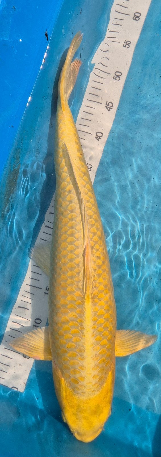 Yamabuki 54 cm, Karper of Koi