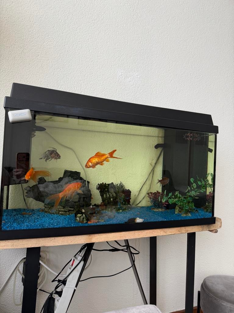 Aquarium te koop met volledige uitrusting + vissen, Ophalen of Verzenden, Zo goed als nieuw, Gevuld zoetwateraquarium