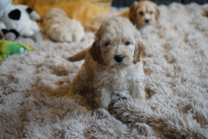 Leuke cockapoo pups. Teefjes en een reutje., Nederland, Parvo, Overige rassen, 8 tot 15 weken