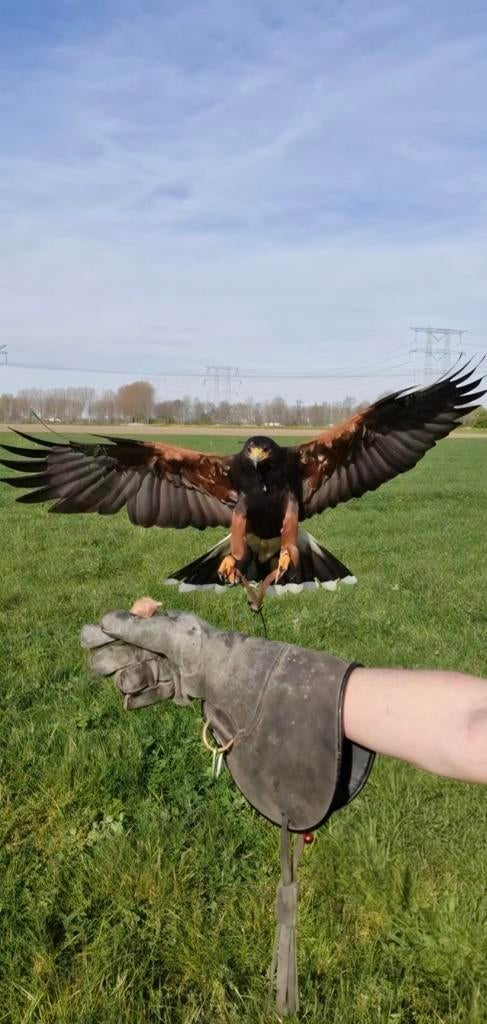 Gezocht 2026 Harris Tarsel., Dieren en Toebehoren, Mannelijk, Roofvogel, Geringd