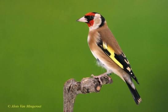 Te koop 2 bloemputter mannen van 2025, Dieren en Toebehoren, Vogels | Overige Vogels, Mannelijk, Wildzangvogel