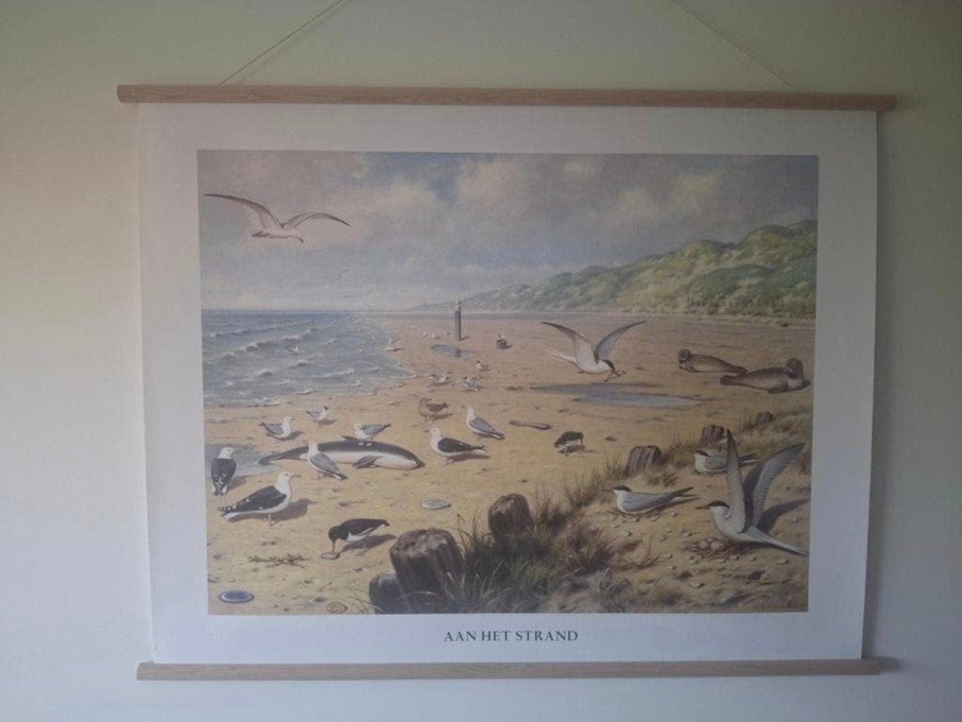 schoolplaat zee, Antiek en Kunst, Antiek | Schoolplaten, Ophalen of Verzenden, Natuur en Biologie