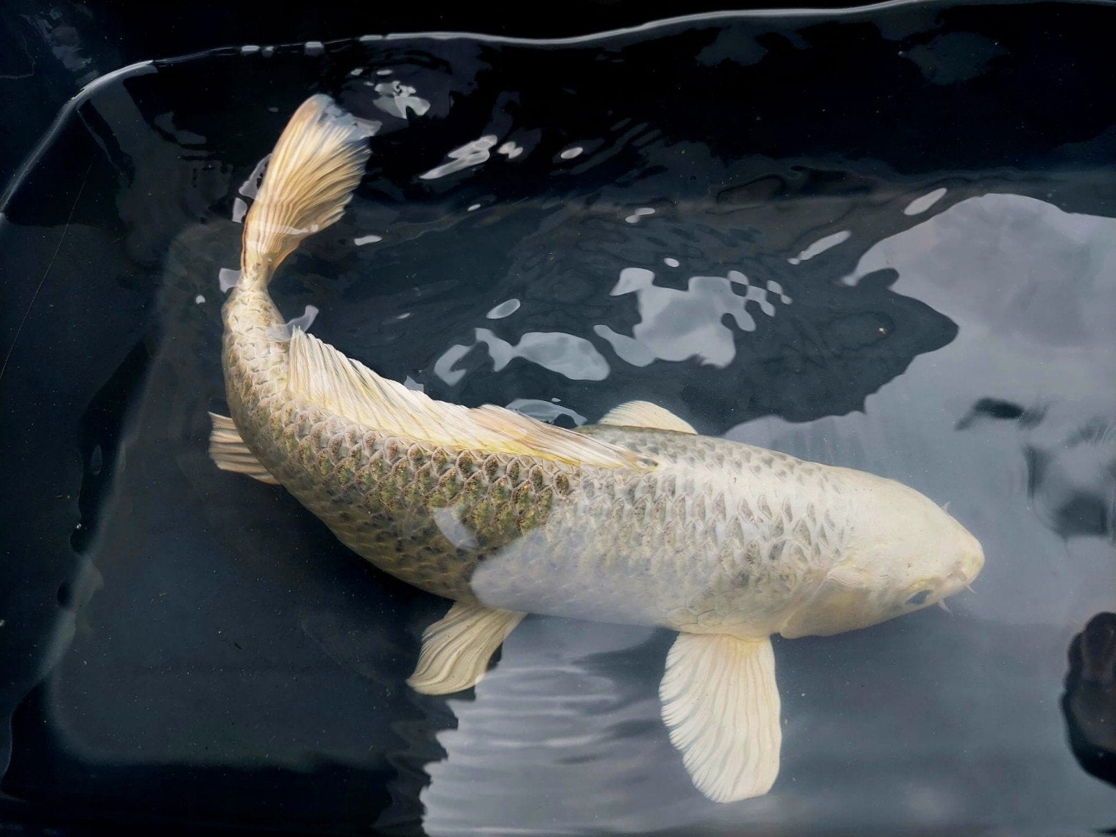 Hikari Ogon Metallic – 40 cm – Pure metallic klasse, Karper of Koi
