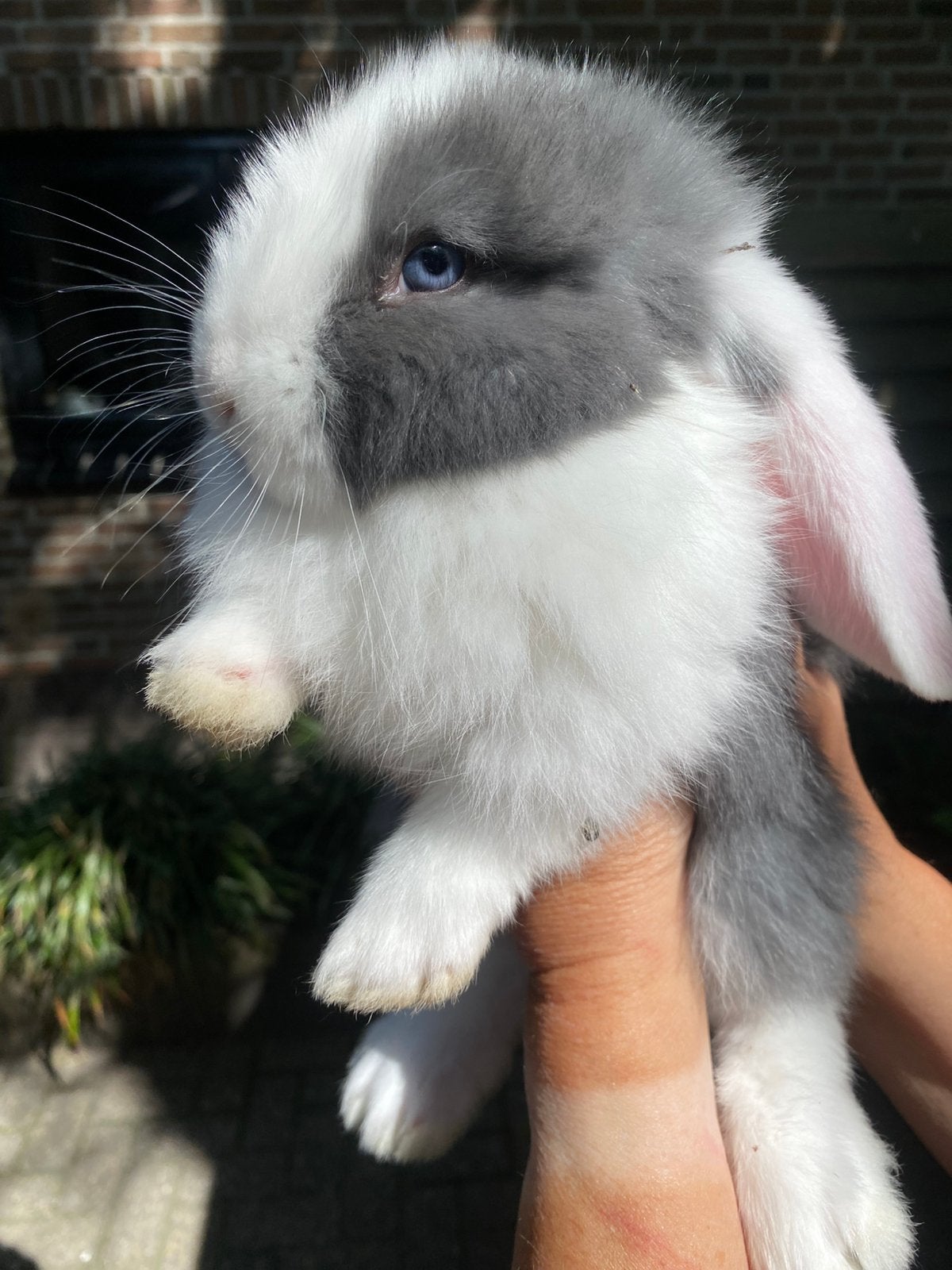 Franse hangoor ram, Dieren en Toebehoren, Konijnen, Mannelijk, Groot, Hangoor, 0 tot 2 jaar