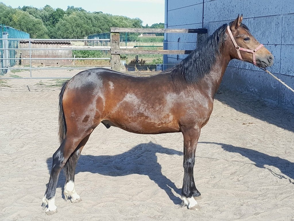 Best bewegend mooie welsh partbred jaarling hengst.new photo, Met stamboom, Dressuurpony, 0 tot 2 jaar, Hengst