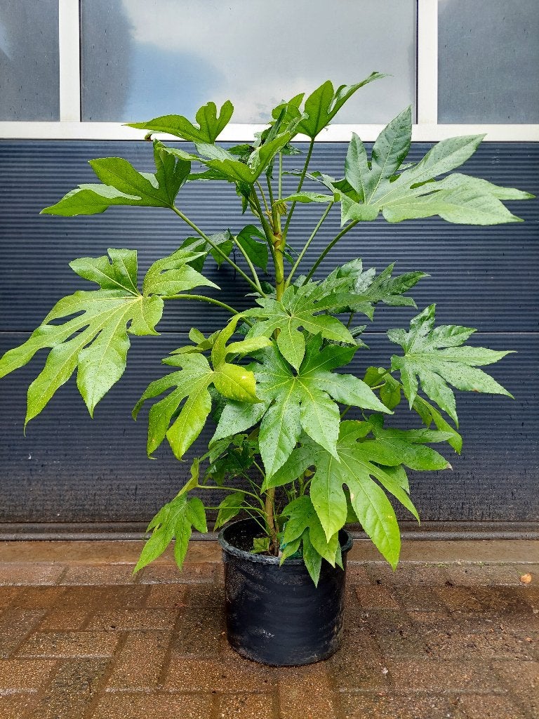 XL Fatsia Japonica - Vingerplant H: 120 cm., Vaste plant, Halfschaduw, Herfst, Ophalen