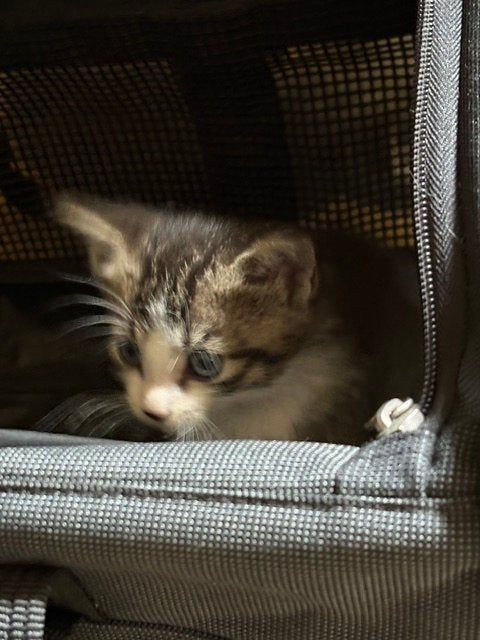Boerderij kittens, Poes, Kortharig