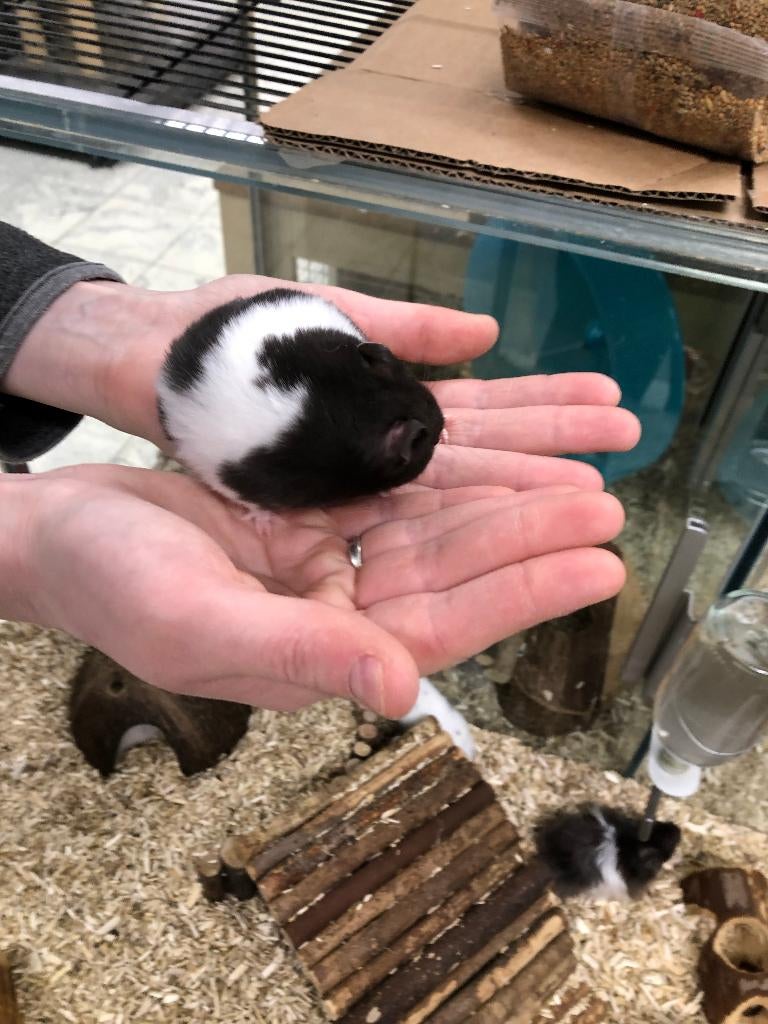 Syrische hamster / Goudhamster man (10wkn), Hamster, Februari, Mannelijk, Tam