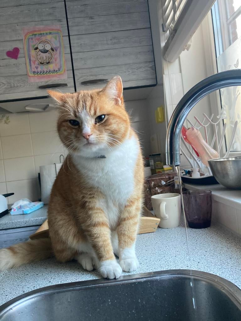 Superlieve Kater (7 jr.) zoekt lief huis met groene omgeving, Dieren en Toebehoren, Katten en Kittens | Overige Katten, Kater