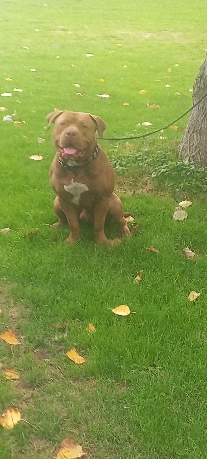 American Bully Dekreu, Dieren en Toebehoren, Reu, 1 tot 2 jaar, Eén hond, CDV (hondenziekte)