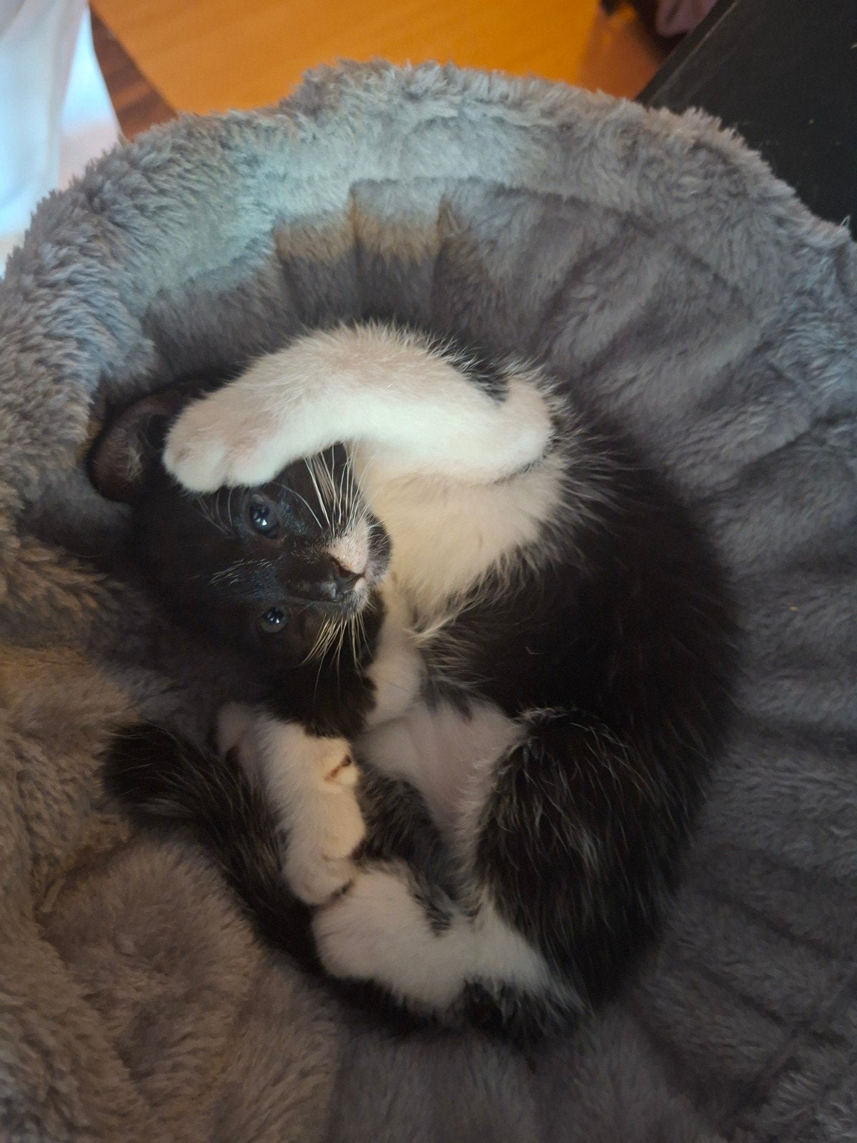 Kittens, Meerdere dieren, 0 tot 2 jaar