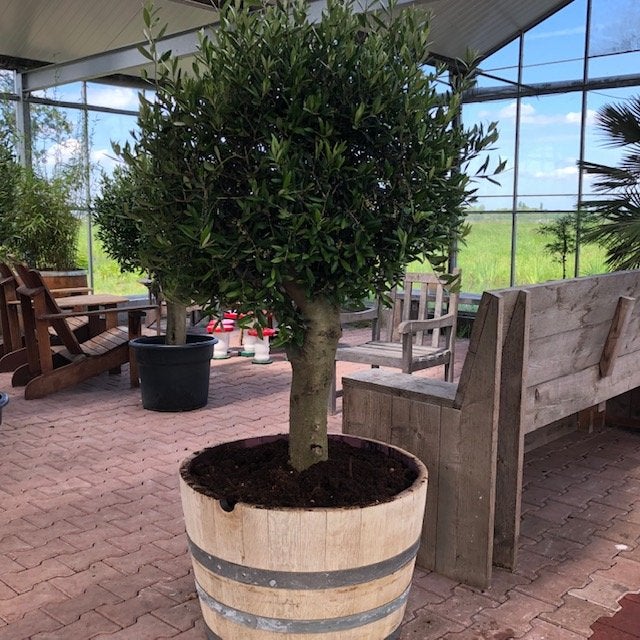 Wijnvaten beplant met mooie olijfbomen en palmen, Ophalen of Verzenden, Vaste plant