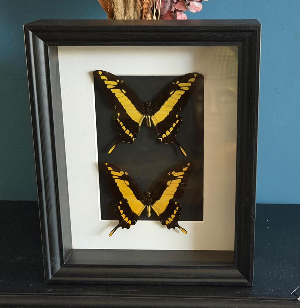 Geprepareerde vlinders in een luxe 3d lijst, Ophalen of Verzenden, Insect, Opgezet dier