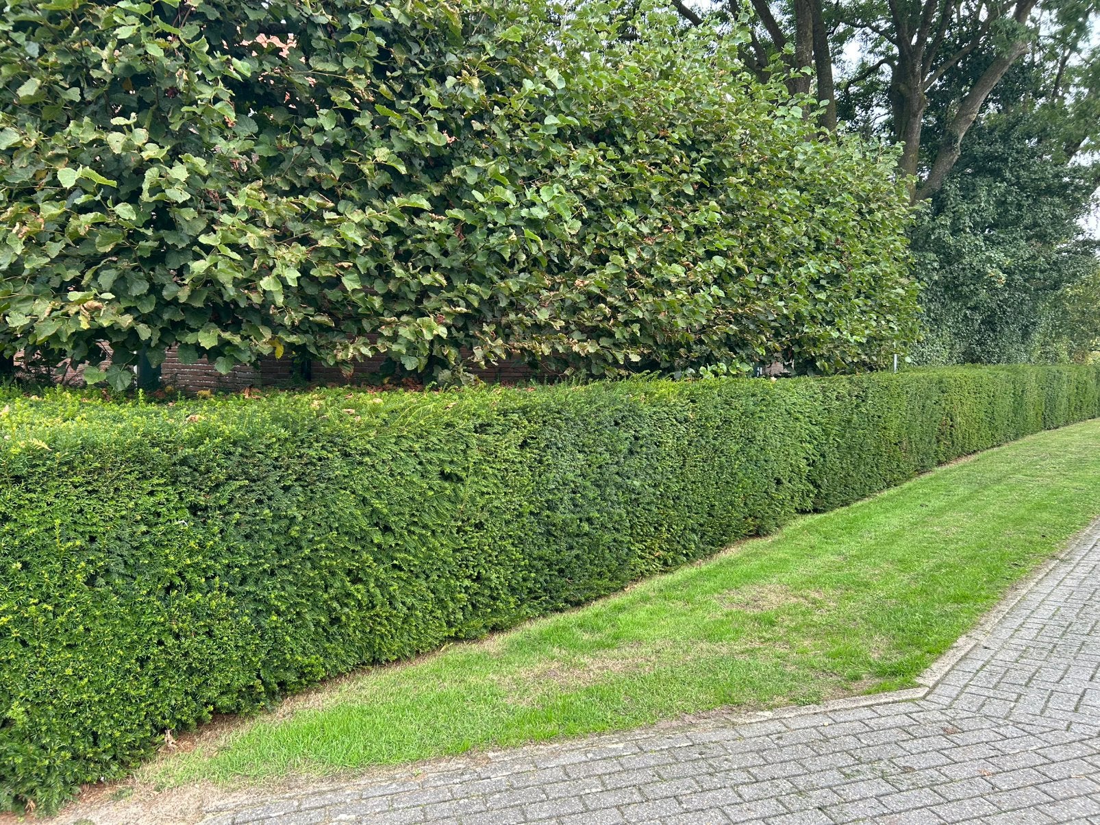 Taxus groen, Ophalen, Taxus