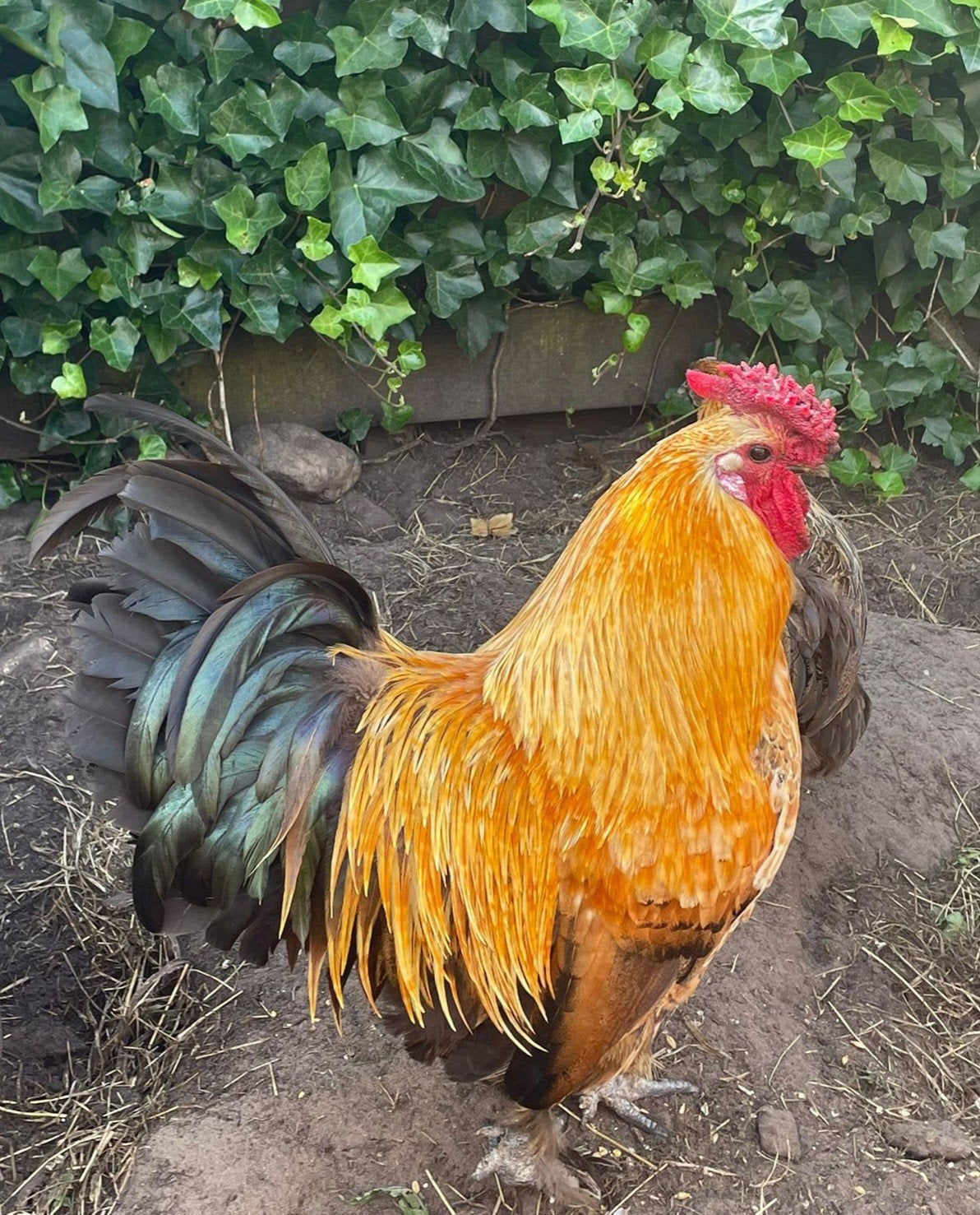 Gratis: mooie, lieve haan., Dieren en Toebehoren, Mannelijk, Kip
