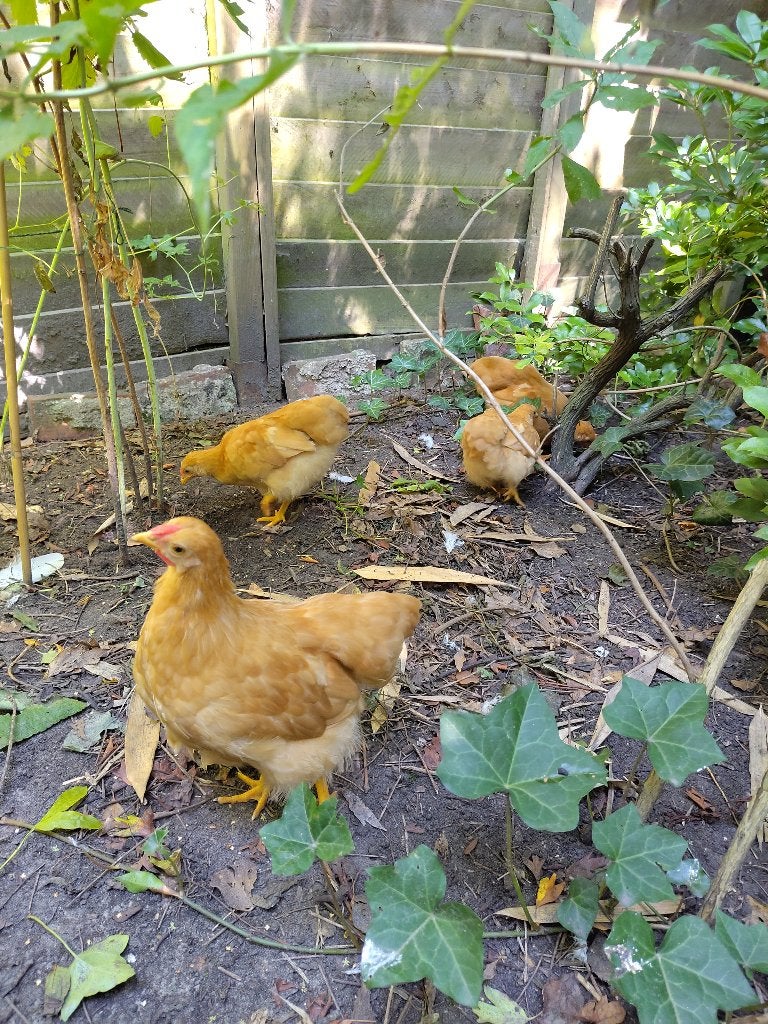 Wyandotte kriel 4 kuikens aangeboden. Kleur buff, Mannelijk, Kip