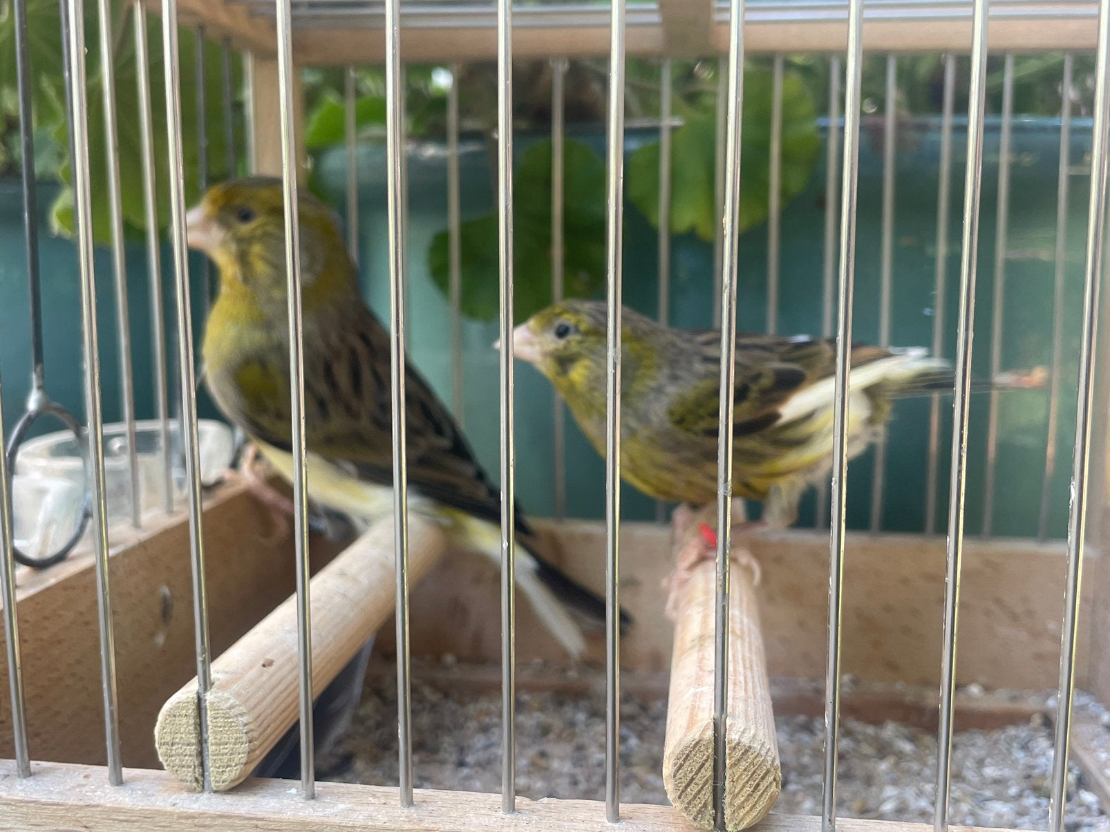 Koppel Timbrado Zangkanarie 2025, Meerdere dieren, Zangkanarie
