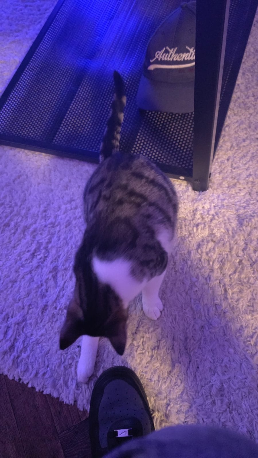 Kat zoekt goude mand, Dieren en Toebehoren, Kater, Kortharig, 0 tot 2 jaar