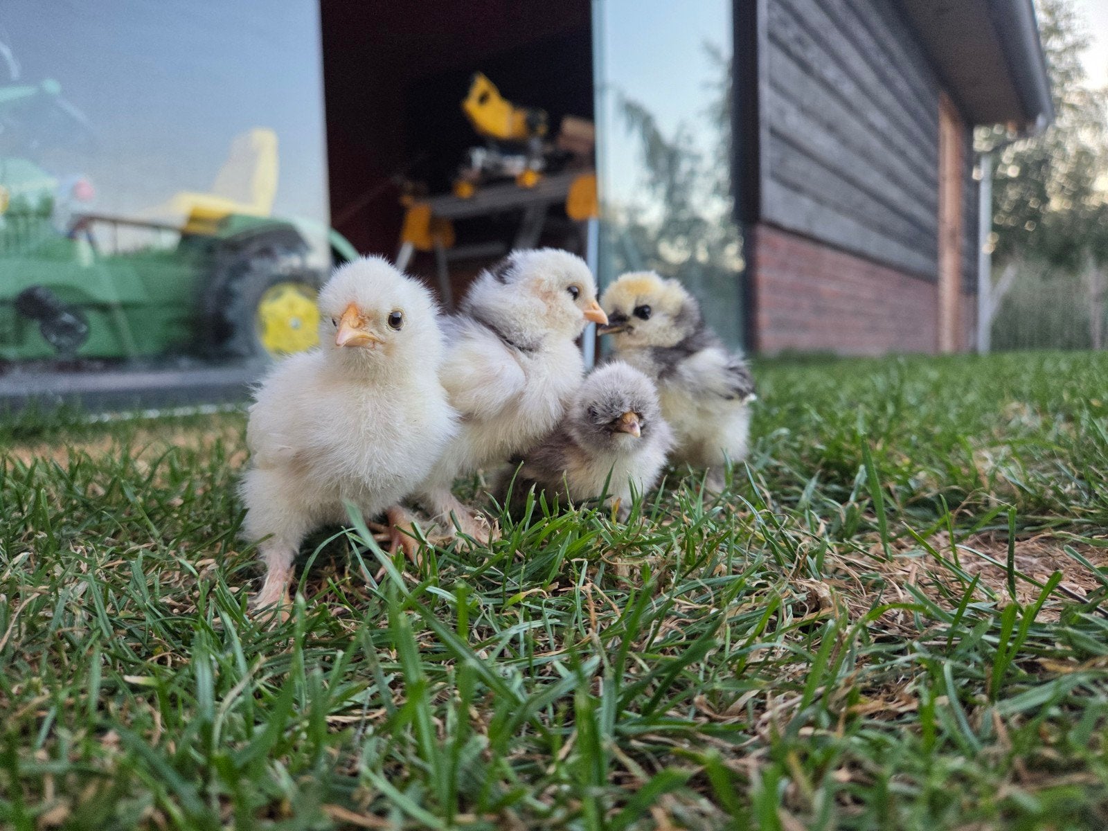 4 zijdehoen kuikens, Dieren en Toebehoren, Geslacht onbekend, Kip