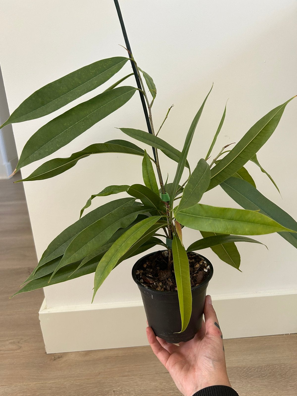 Baby Ficus Maclellandii Alii, Huis en Inrichting, Kamerplanten, Ophalen of Verzenden, Halfschaduw, Minder dan 100 cm