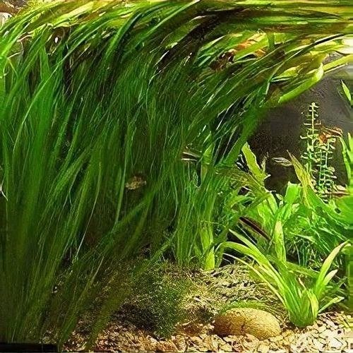 Aquariumplanten Vallisneria Gigantea, Ophalen of Verzenden, Nieuw, Plant(en), Steen of Hout