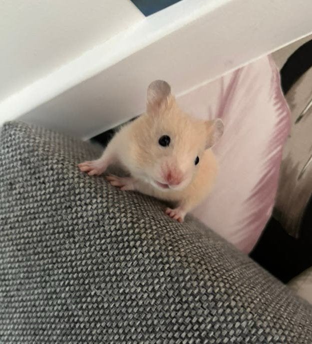 Hamster, Dieren en Toebehoren, Knaagdieren, Hamster, Juni, Vrouwelijk, Tam