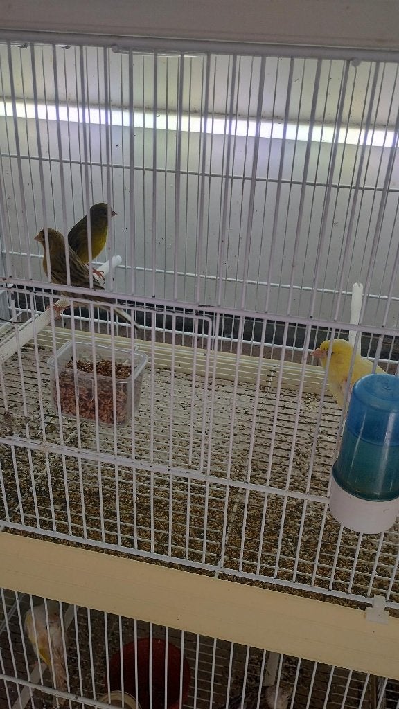 kanaries koppel geel met kuif en zonder, Meerdere dieren, Kleurkanarie
