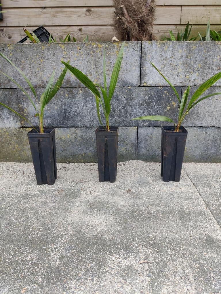 Trachycarpus fortunei palmboompjes, Ophalen, Overige soorten