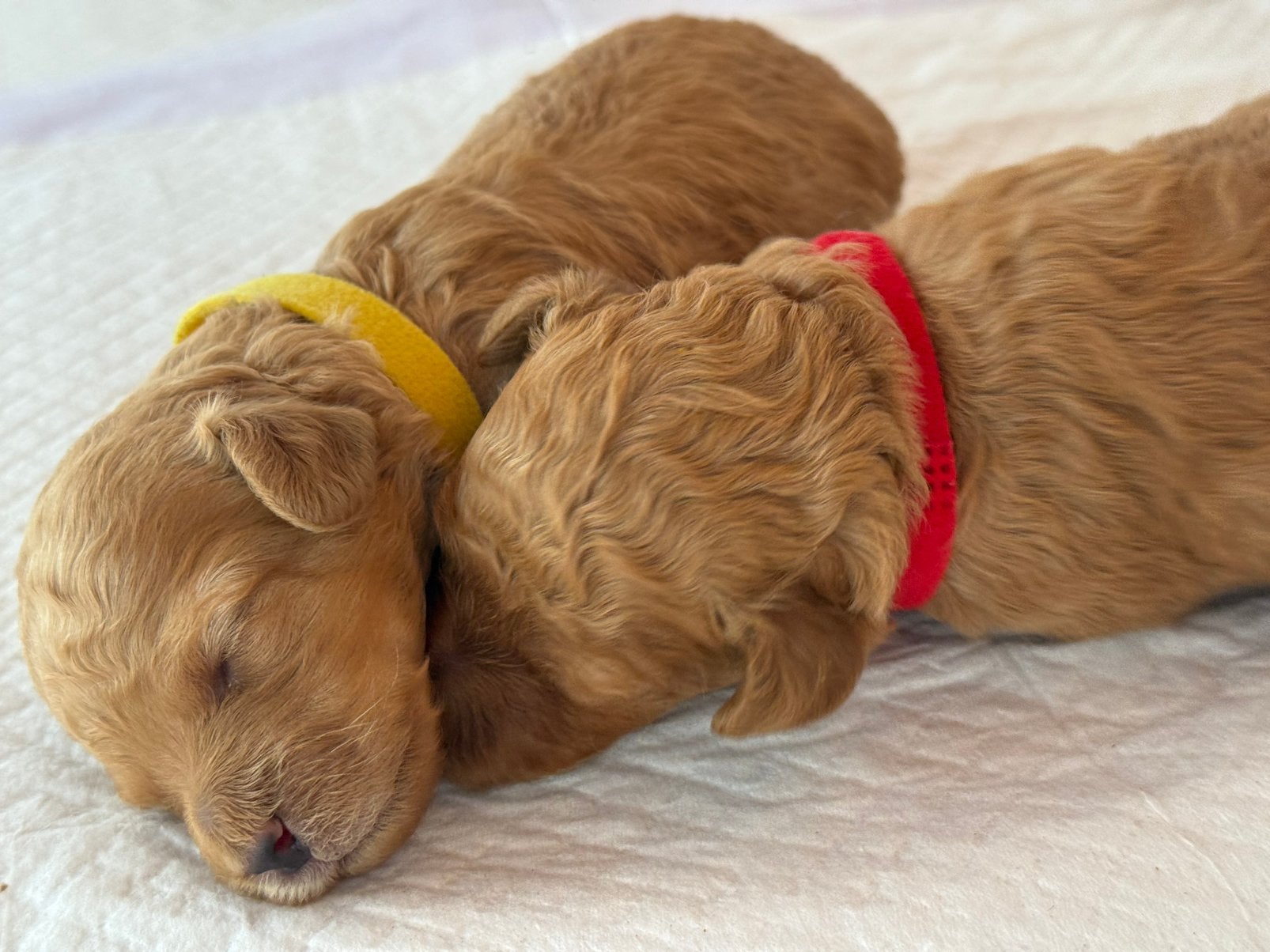 Prachtige toy/dwergpoedel pups, Poedel, Parvo, 8 tot 15 weken, Meerdere