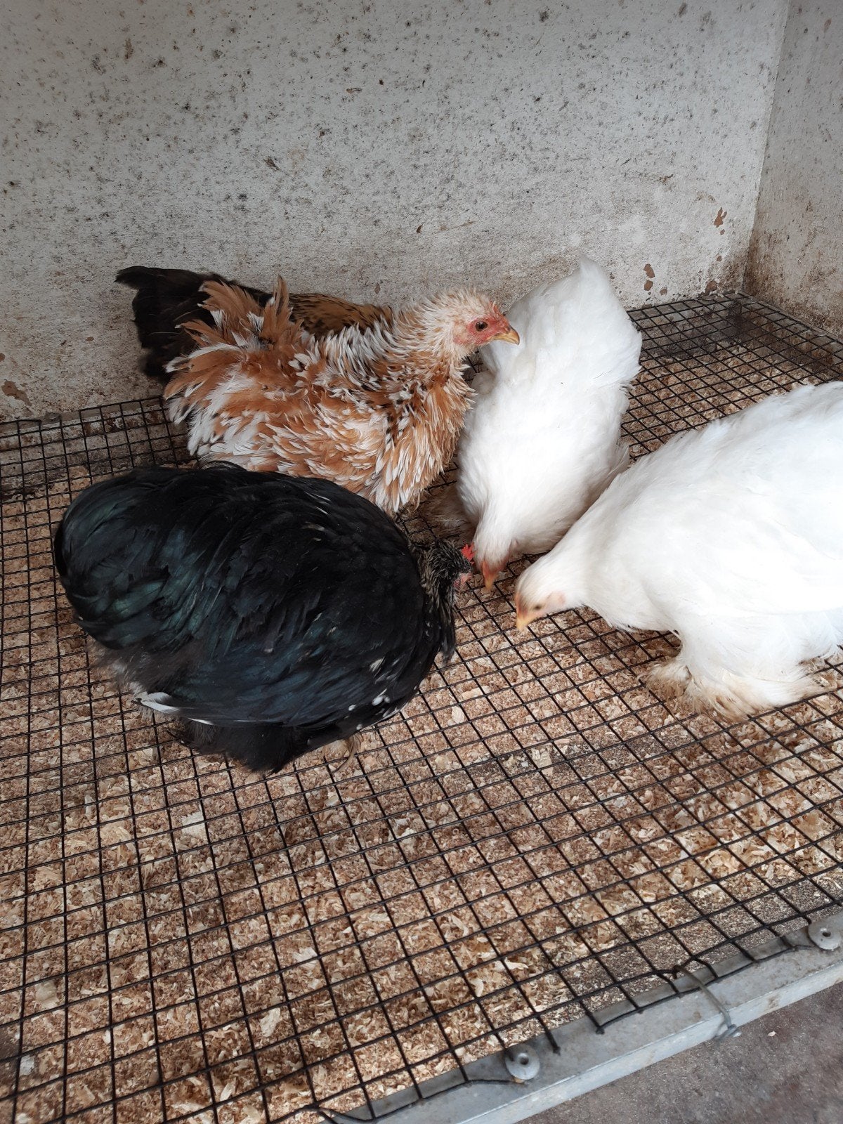 kriel kippen Cochin, Dieren en Toebehoren