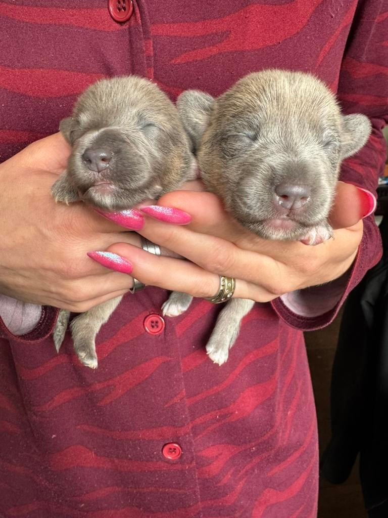 Jack Russel pups, Dieren en Toebehoren, Honden | Jack Russells en Terriërs, Parvo, Jack Russell Terriër, 8 tot 15 weken, Meerdere
