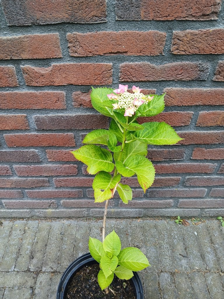 Te koop roze (scherm)hortensia H62 cm B23 cm, Tuin en Terras, Planten | Tuinplanten, Vaste plant, Halfschaduw, Zomer, Ophalen