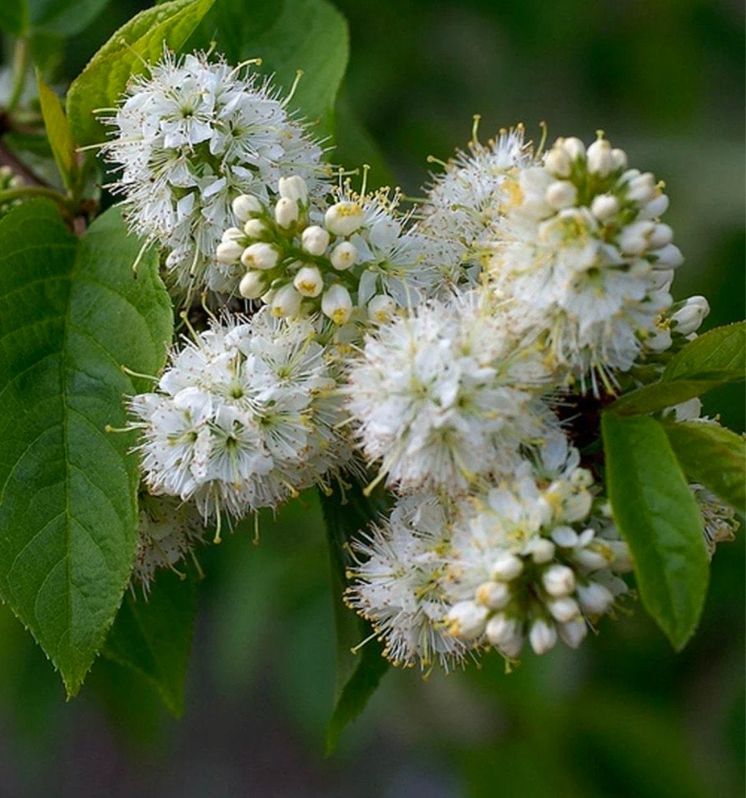 prunus maaiki, Overige soorten, Lente, 250 tot 400 cm, Ophalen