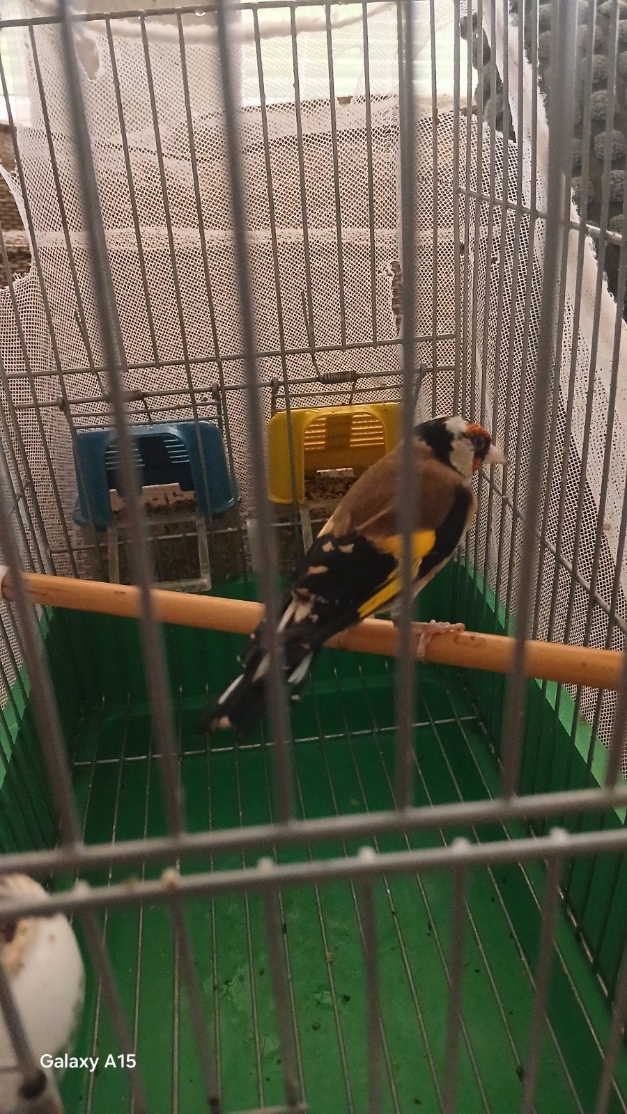 Een-parva putter Zuiver  kleine van 2025.DZ., Dieren en Toebehoren, Mannelijk, Wildzangvogel, Geringd