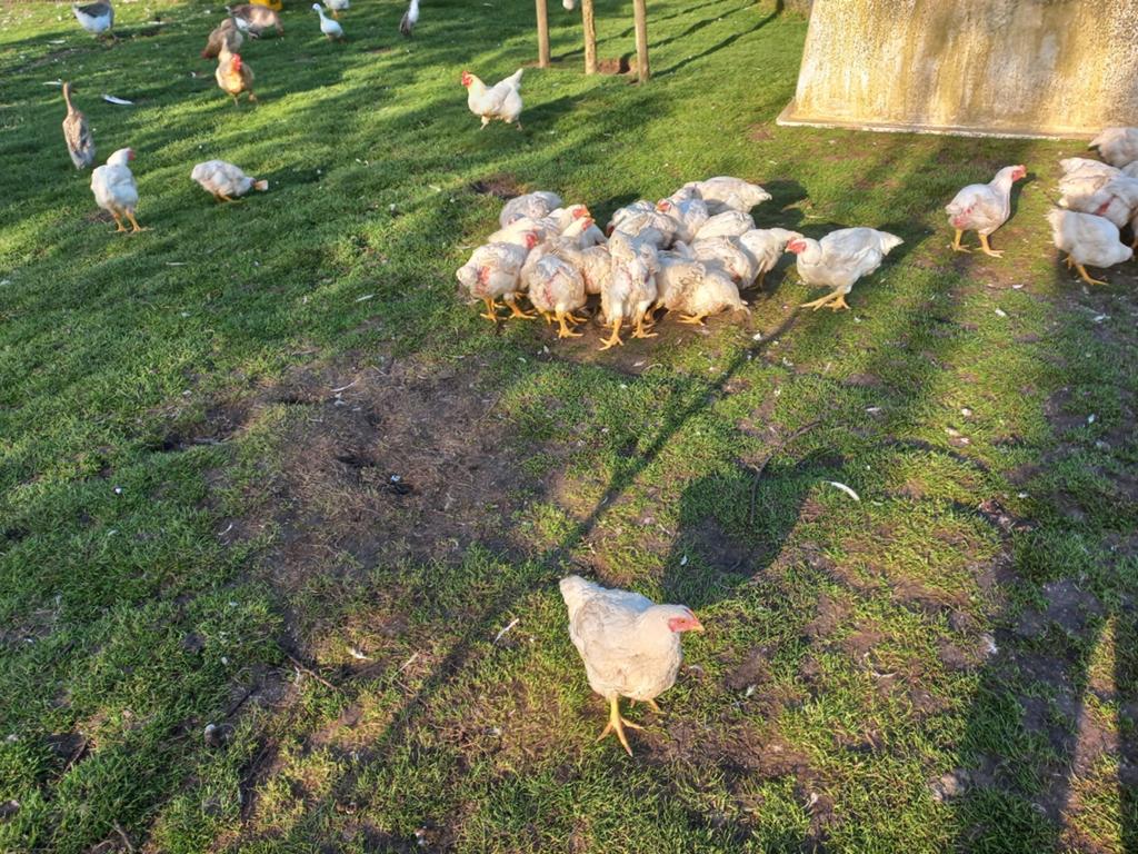Slacht vleeskippen, Dieren en Toebehoren, Kip