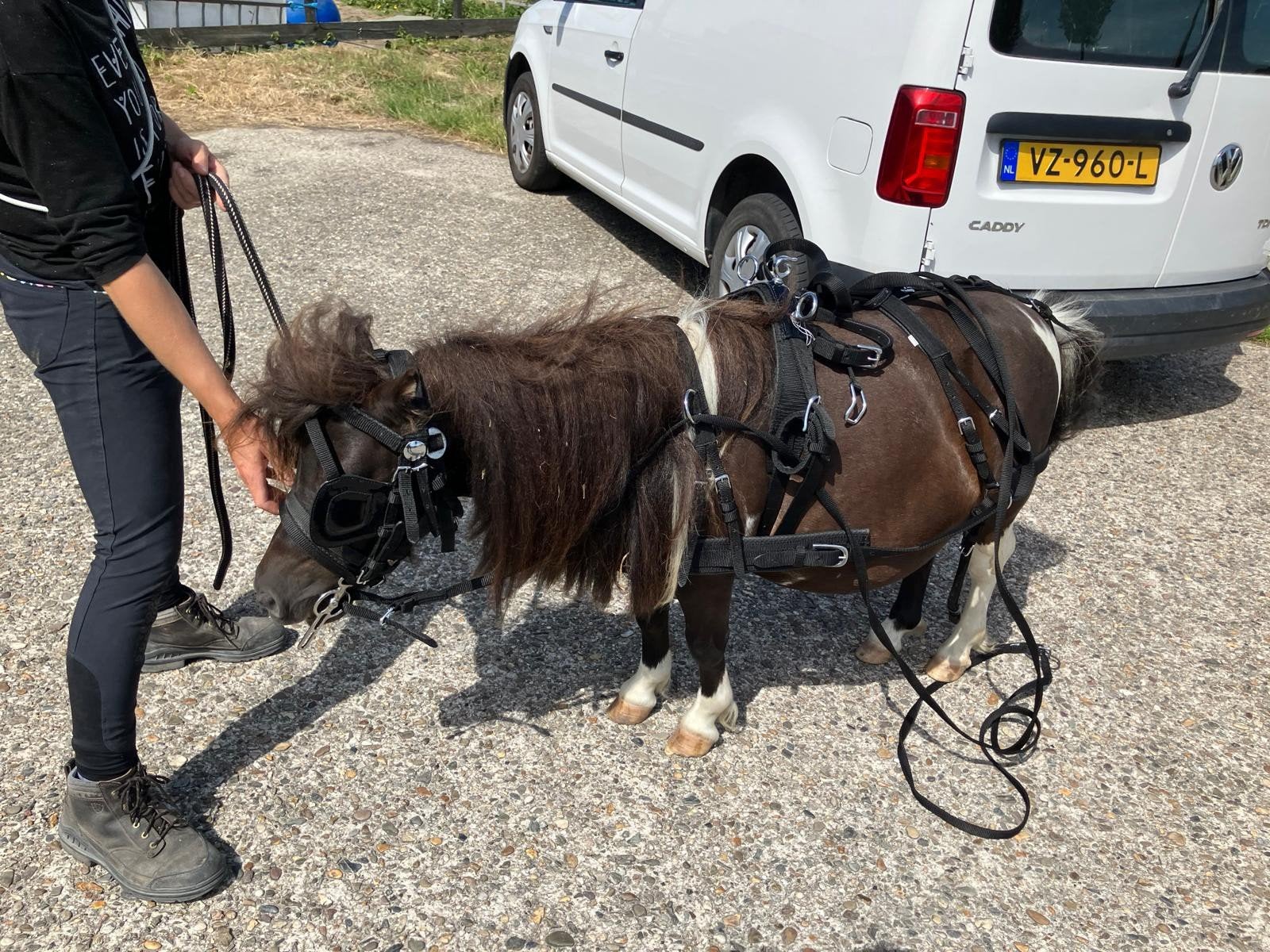 Gezocht! Sulky voor mini shet, Ophalen, Mini
