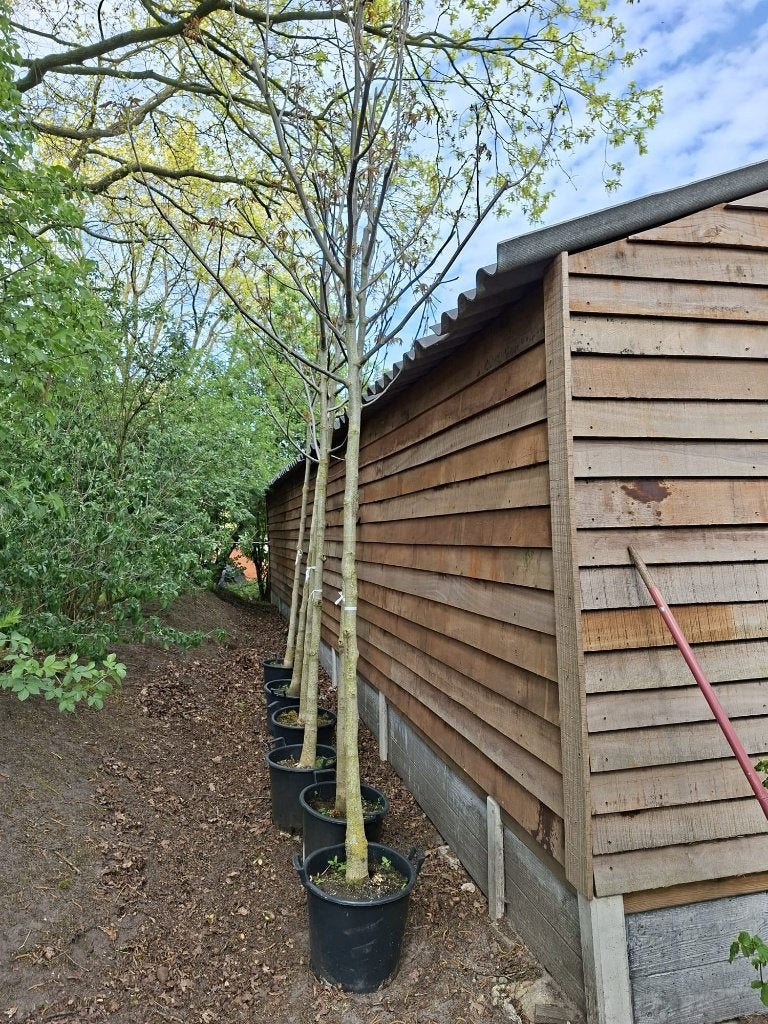Walnotenbomen juglans regia, Herfst, Halfschaduw, Overige soorten, 400 cm of meer