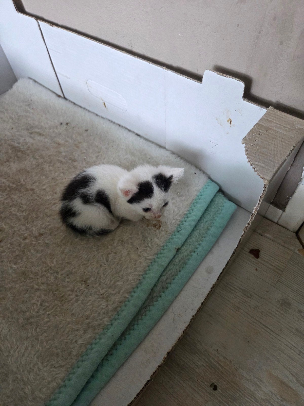 leuk getekende kittens, Meerdere dieren, Kortharig, 0 tot 2 jaar