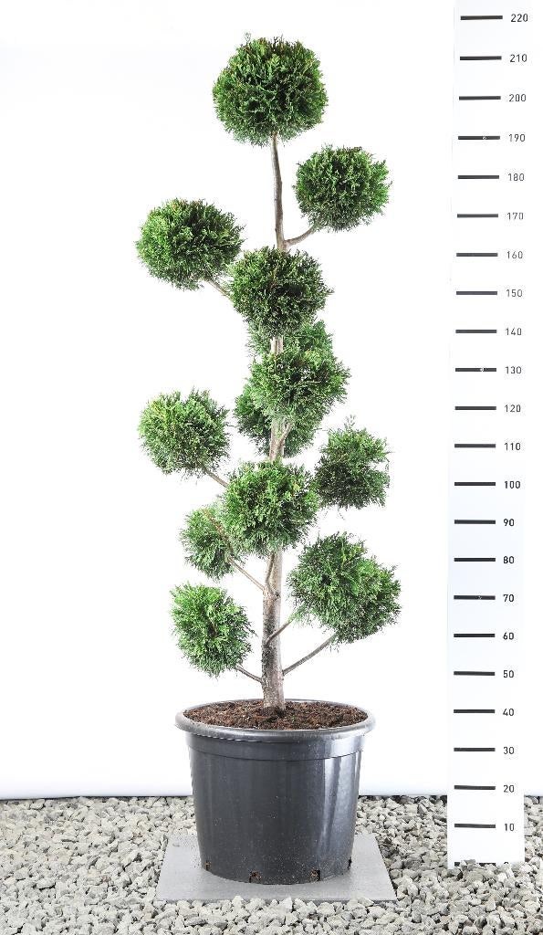 bonsai, Tuin en Terras, Ophalen, Bloeit niet, Halfschaduw, Overige soorten