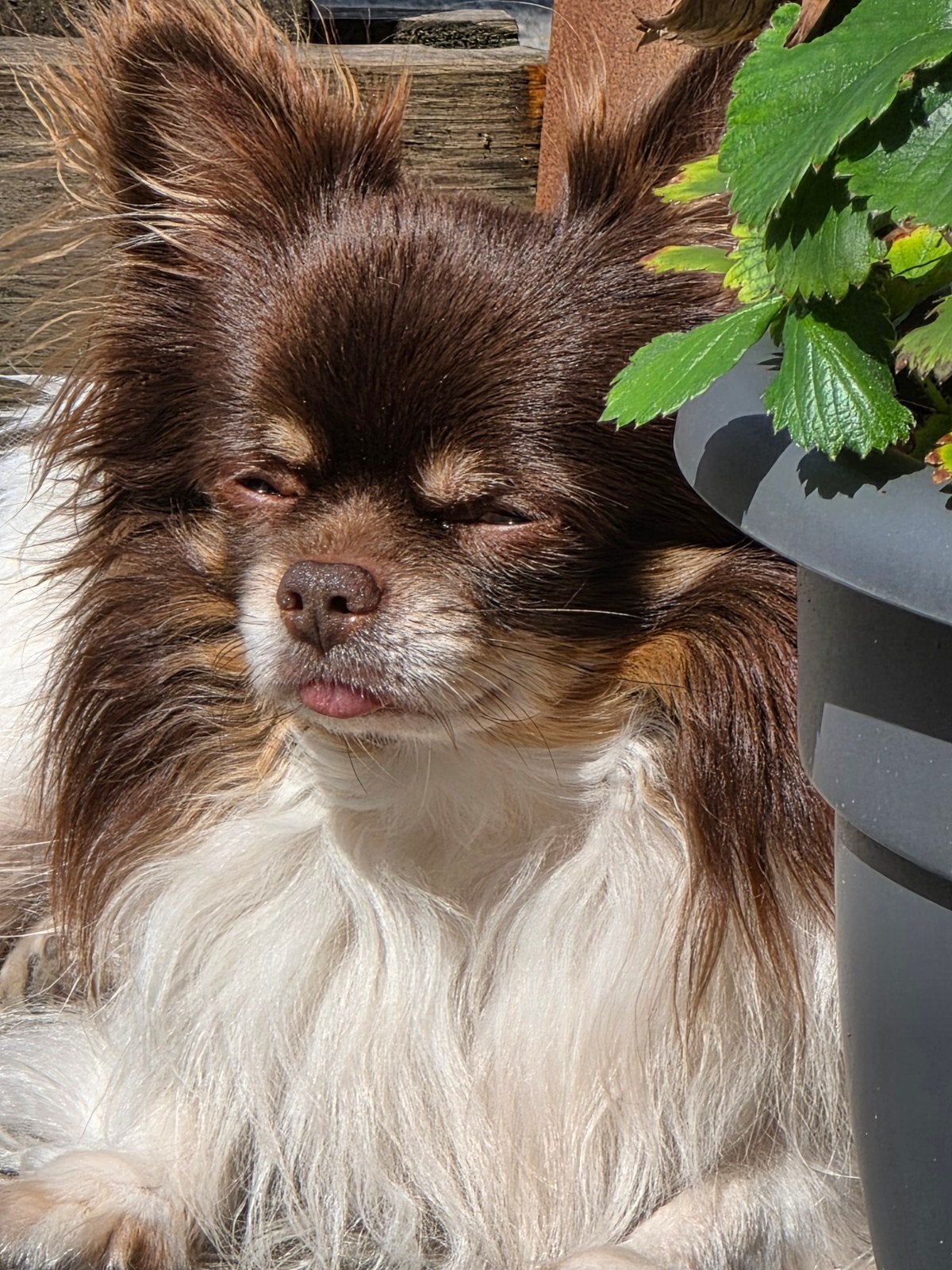 Dekreu Chihuahua (niet te koop), Dieren en Toebehoren, Honden | Dekreuen, 6 jaar of ouder, Reu, Parvo, Eén hond