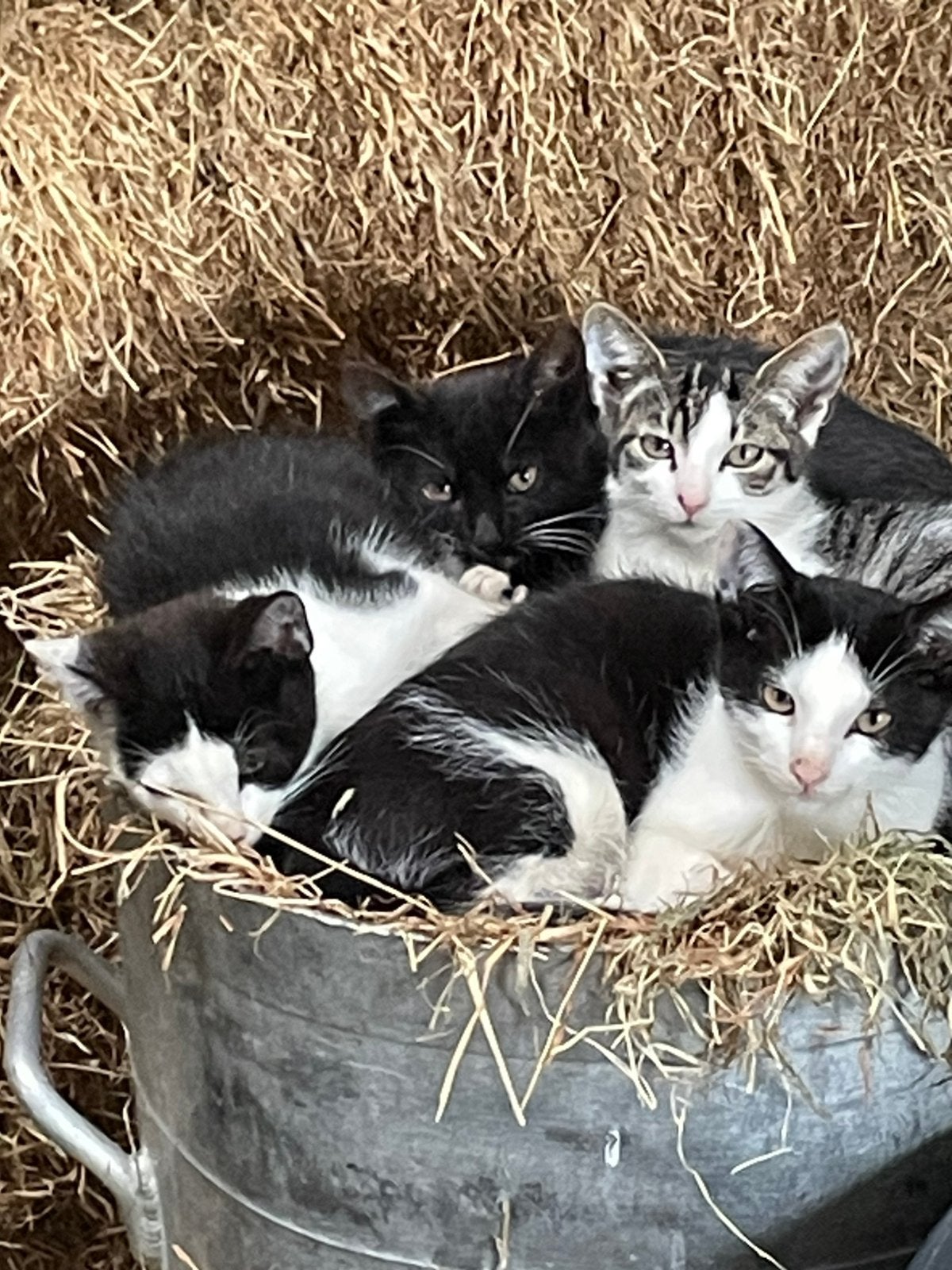 3 mooie katertjes, Dieren en Toebehoren, Kater, Kortharig, 0 tot 2 jaar