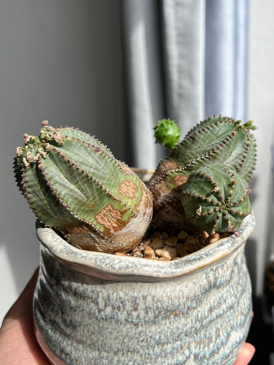 Euphorbia pseudoglobosa (vetplant), Vetplant, Ophalen of Verzenden, Minder dan 100 cm, Volle zon