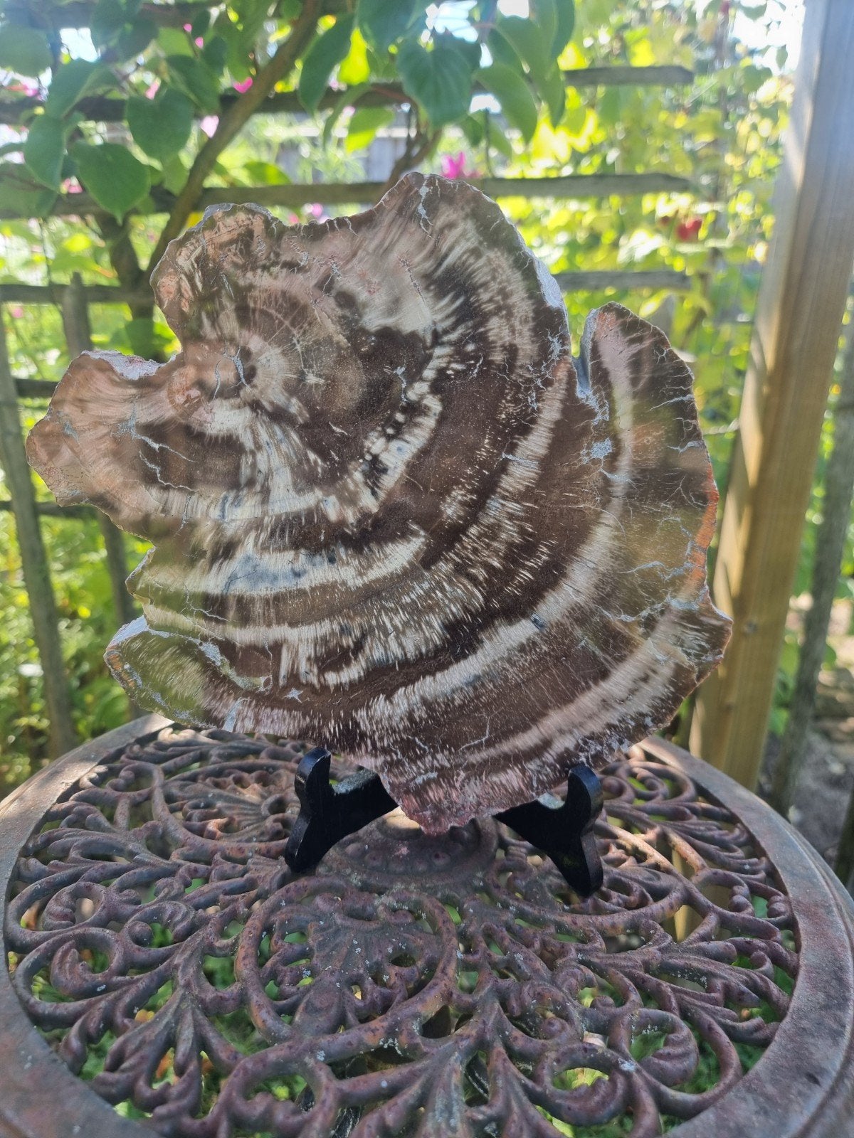 versteend hout Madagaskar, Ophalen of Verzenden, Fossiel
